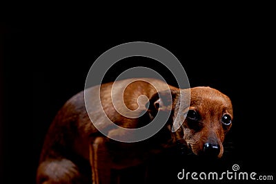 Little scared terrier on black Stock Photo