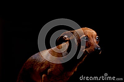 Little scared terrier on black Stock Photo