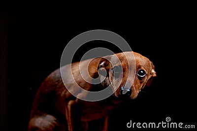 Little scared terrier on black Stock Photo