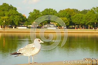 A little seagull in the sunset Stock Photo