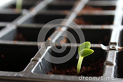 Little seedling plant Stock Photo