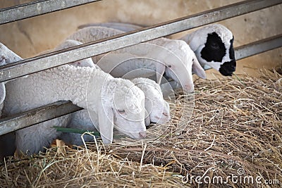 Little sheep eating straw Stock Photo
