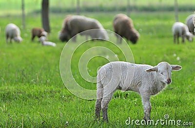 Little Sheep Resting Stock Photo