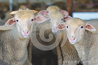 little Sheeps, lambs and goat kid Stock Photo