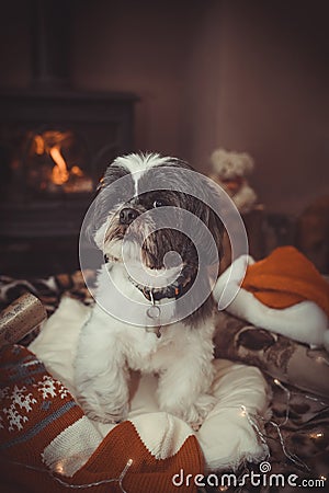 Little Shih Tzu Dog At Christmas Stock Photo