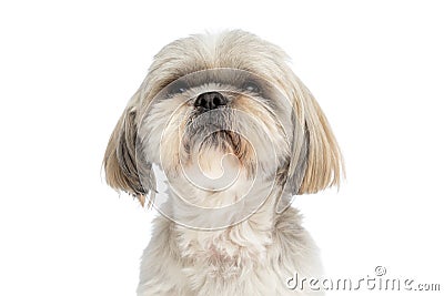 Little shih tzu dog making a grumpy face Stock Photo