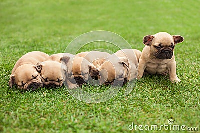 Little sleeping French bulldog puppies Stock Photo