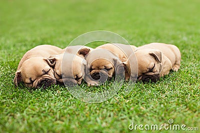 Little sleeping French bulldog puppies Stock Photo