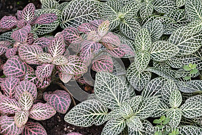 Little small plants grow together. Stock Photo