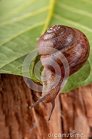 Little snail on a green leaf. A mollusk with a small house on the back Stock Photo