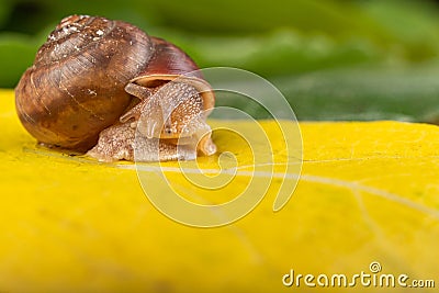 Little snail on a green leaf. A mollusk with a small house on the back Stock Photo