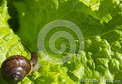 Little snail on the leaf of lettuce Stock Photo