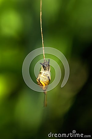 Snail. Leaf of a plant. Stock Photo