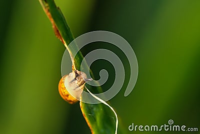 Snail. Leaf of a plant. Stock Photo