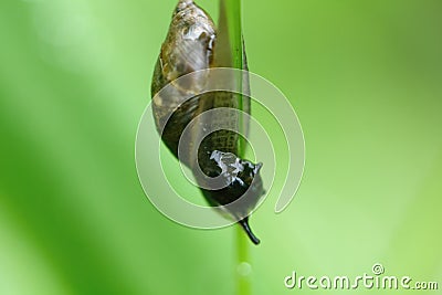 Snail. Leaf of a plant. Stock Photo