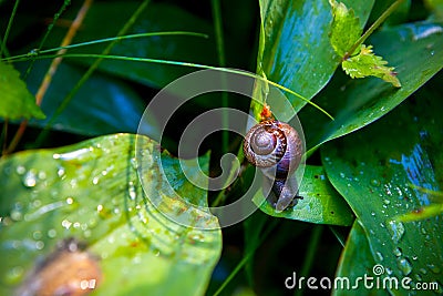 The little snail on a wet plant Stock Photo
