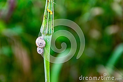 Little snails on small grass flower Stock Photo