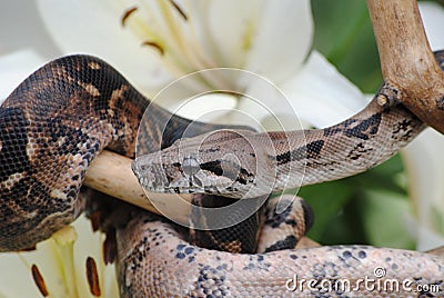 Little snake in bright beautiful colors Stock Photo