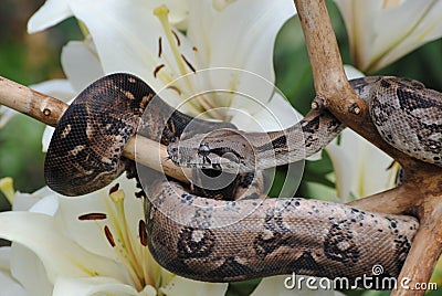 Little snake in bright beautiful colors Stock Photo