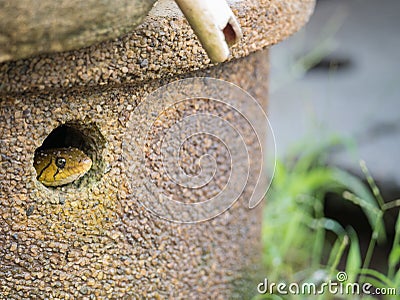 Little Snake Hiding in a Hole Stock Photo