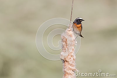 Little song bird Stock Photo