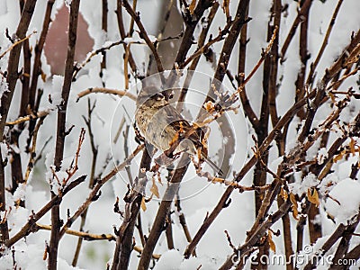 Sparrow in the Snow Stock Photo