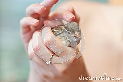 Little sparrow in the hands of Stock Photo