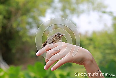 Little sparrow sitting on human's hand, taking care of birds, friendship, love nature and wildlife. Stock Photo