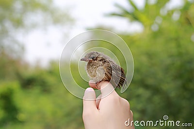Little sparrow sitting on human's hand, taking care of birds, friendship, love nature and wildlife. Stock Photo