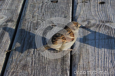 Little sparrow on a wooden pier Stock Photo