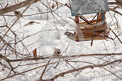 Little sparrows winter feeding in a park full of snow Stock Photo