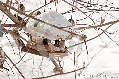 Little sparrows winter feeding in a park full of snow Stock Photo