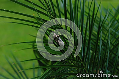 Little speckled Cuban tree frog on a green palm frond in Florida Stock Photo