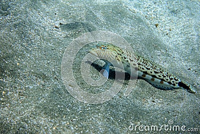 little speckled sandperch lying in the seabed and looking into the camera Stock Photo