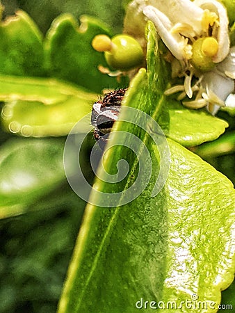 the little spider perched on the green leaf Stock Photo
