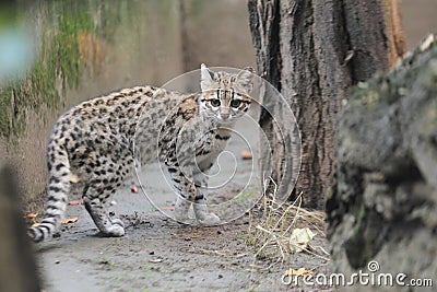 Little spotted cat Stock Photo