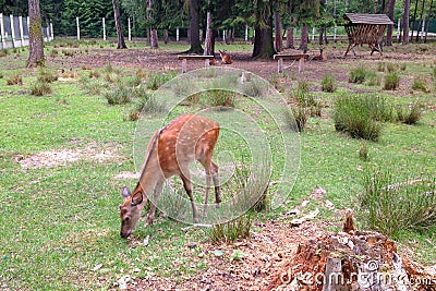 A little spotted fawn is nibbling grass in a clearing among trees Stock Photo