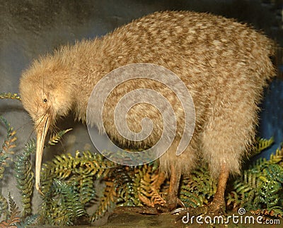 Little spotted kiwi Stock Photo