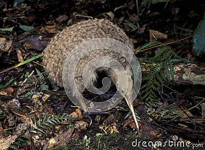 Little spotted kiwi Stock Photo