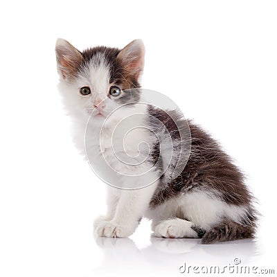 Little spotty kitten. Stock Photo