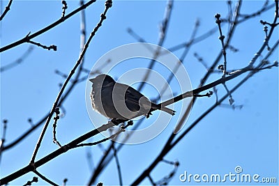 Little spparow on the tree on colour Stock Photo