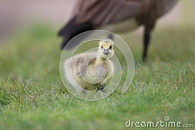 Little Spring Gosling Foraging in the Grass Stock Photo