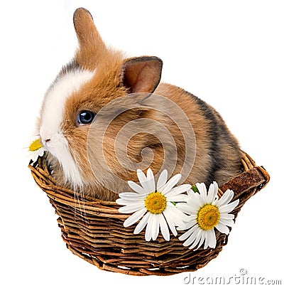 Little spring rabbit in a basket Stock Photo