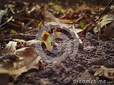 Photography of a little plant growing up in the ground. Sprout growing from ground in the warm spring. Begining of life. Nature ph Stock Photo