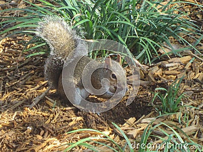 Little Squirrel Eating Nuts In Wild Stock Photo