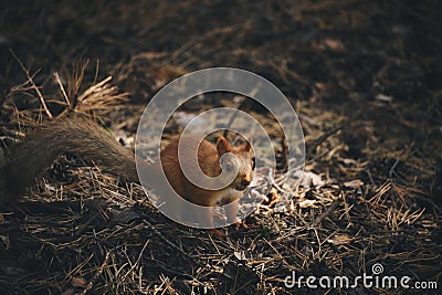 Little squirrel forest runs on ground. Stock Photo