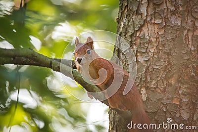 Little squirrel in the forest on a tree. Photo hunting Rest in the woods. Stock Photo