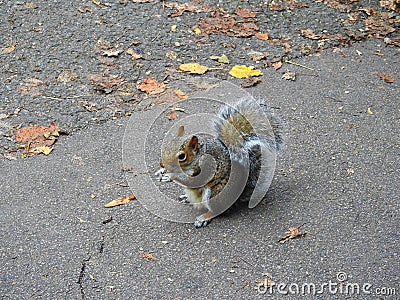 A little squirrel holding and eating a nut in the park Stock Photo