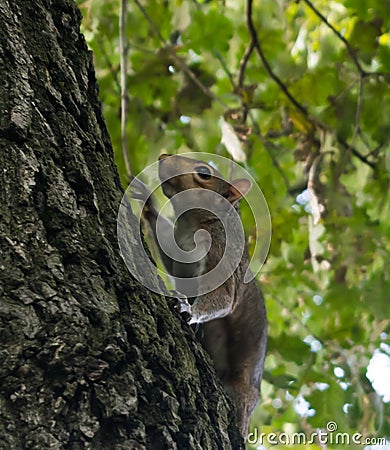 Little squirrel playing in the park Stock Photo