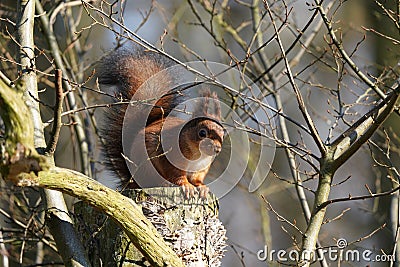 A little squirrel is standing on a tree trunk Stock Photo